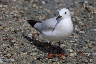 Maorimoewe / Siyah gagalı martı / Chroicocephalus bulleri