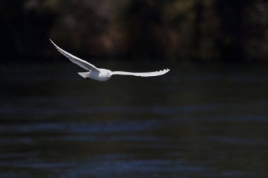 Maorimoewe / Siyah gagalı martı / Chroicocephalus bulleri