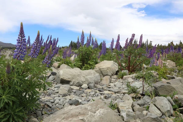 Lupinen Neuseeland Lupin Nuova Zelanda Lupinus — Foto Stock