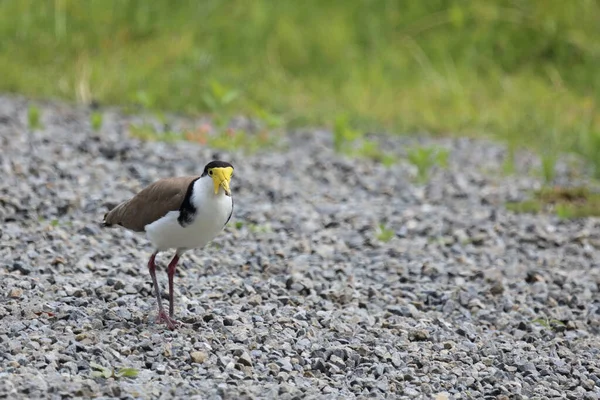 Maskenkiebitz Masked Lapwing Vanellus Miles Miles — Stock Photo, Image