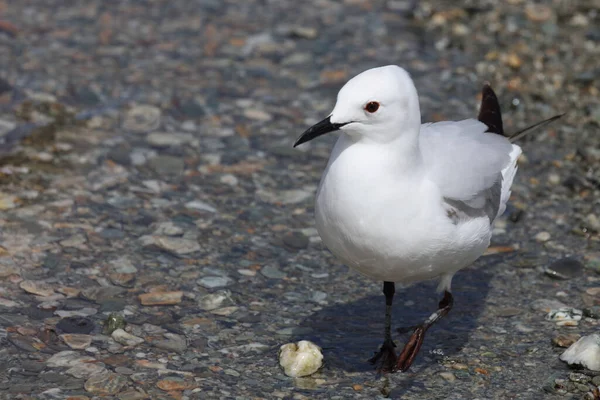 Maorimoewe Black Billed Gull Chroicocephalus Bulleri — Stock Photo, Image