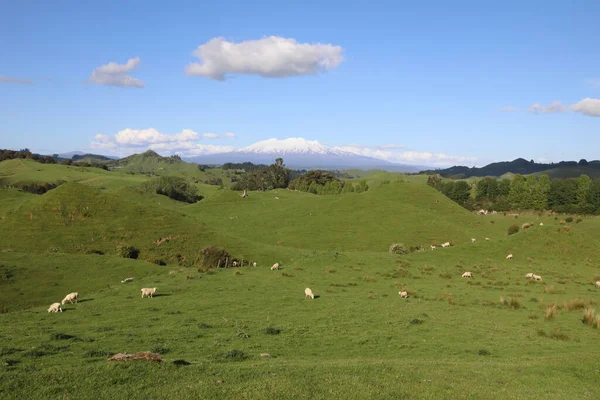 ルアペフ山 ニュージーランド ルアペフ山 ヌアペフ山 ニュージーランド — ストック写真