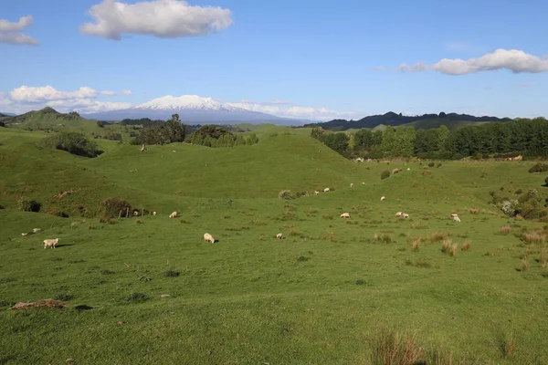 ルアペフ山 ニュージーランド ルアペフ山 ヌアペフ山 ニュージーランド — ストック写真