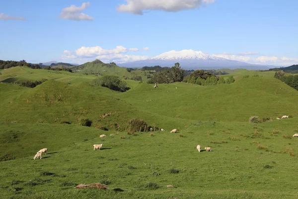 Mount Ruapehu Und Mount Ngauruhoe Neuseeland Mount Ruapehu Och Mount — Stockfoto