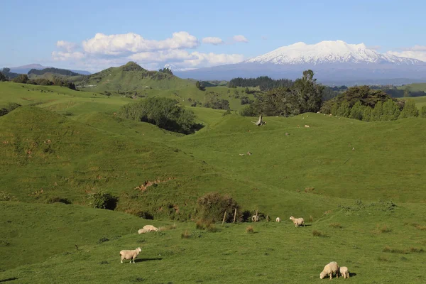 Mount Ruapehu Und Mount Ngauruhoe Neuseeland Mount Ruapehu Mount Ngauruhoe — Stockfoto