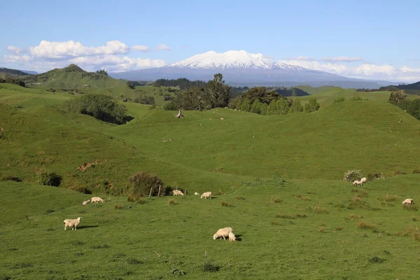Mount Ruapehu Und Mount Ngauruhoe Neuseeland Mount Ruapehu Och Mount — Stockfoto