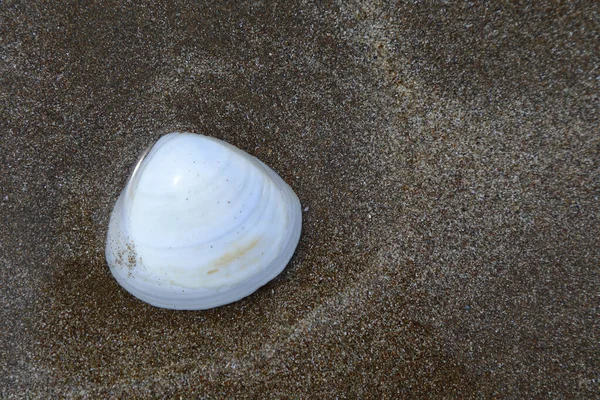 Muschel Neuseeland Shell Nuova Zelanda — Foto Stock