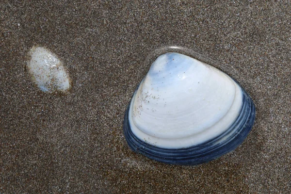 Muschel Neuseeland Shell Nuova Zelanda — Foto Stock