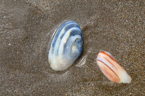 Muschel Neuseeland Shell Nya Zeeland — Stockfoto