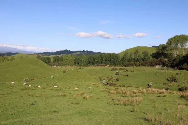 Neuseeland Landschaft Neuseeland Landschaft — Stockfoto
