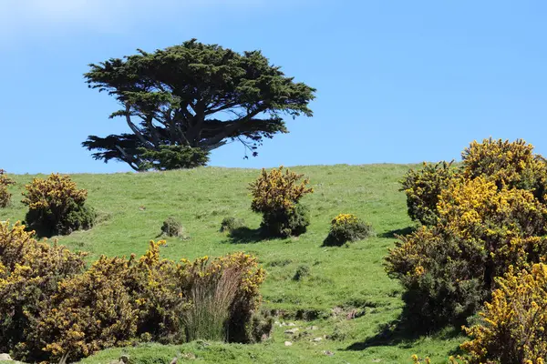 Neuseeland Landschaft Paesaggio Della Nuova Zelanda — Foto Stock