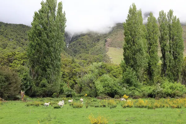 ニュージーランド Landschaft New Zealand Landscape — ストック写真