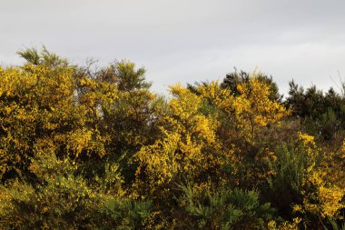 Neuseeland - Peyzaj / Yeni Zelanda Manzarası