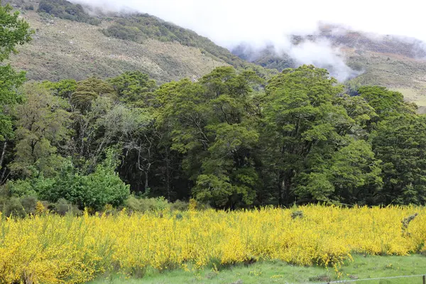 ニュージーランド Landschaft New Zealand Landscape — ストック写真