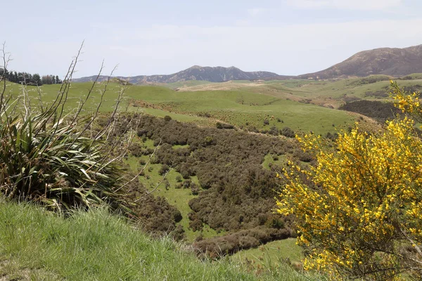 Neuseeland Landschaft Mangaohane Gegend Nova Zelândia Landscape Mangaohane Area — Fotografia de Stock