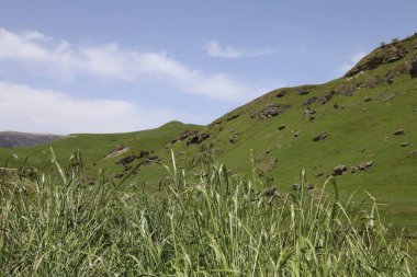 Neuseeland - Mangaohane Gegend / Yeni Zelanda - Mangaohane Bölgesi /