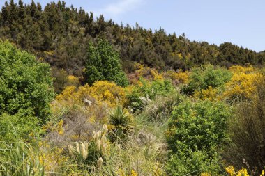 Neuseeland Kaweka Orman Parkı / Yeni Zelanda Kaweka Orman Parkı /