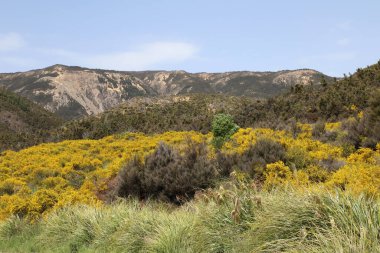 Neuseeland Kaweka Orman Parkı / Yeni Zelanda Kaweka Orman Parkı /