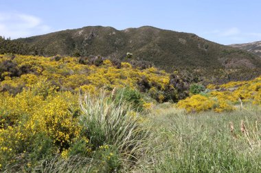 Neuseeland Kaweka Orman Parkı / Yeni Zelanda Kaweka Orman Parkı /