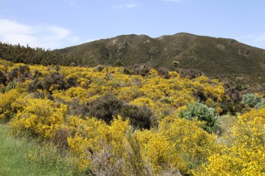 Neuseeland Kaweka Orman Parkı / Yeni Zelanda Kaweka Orman Parkı /