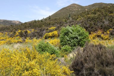 Neuseeland Kaweka Orman Parkı / Yeni Zelanda Kaweka Orman Parkı /
