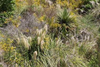 Neuseeland Kaweka Orman Parkı / Yeni Zelanda Kaweka Orman Parkı /