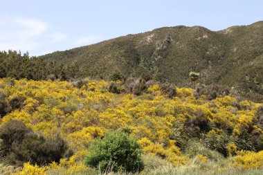 Neuseeland Kaweka Orman Parkı / Yeni Zelanda Kaweka Orman Parkı /