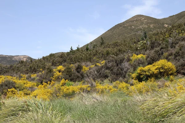 Neuseeland Kaweka Forest Park Nuova Zelanda Kaweka Forest Park — Foto Stock