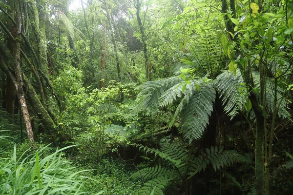 ニュージーランドKuestenregenwald New Zealand Coast雨林 — ストック写真