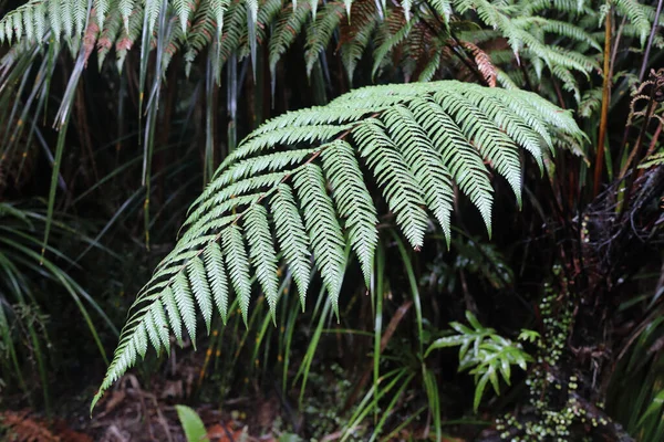 ニュージーランド沿岸の雨林 — ストック写真