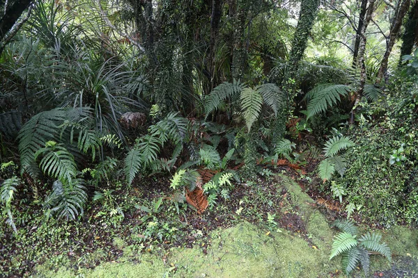 Neuseeland Kuestenregenwald New Zealand Coast Rain Forrest — Stock Photo, Image