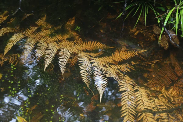 Neuseeland Kuestenregenwald Costa Nuova Zelanda Foresta Pluviale — Foto Stock