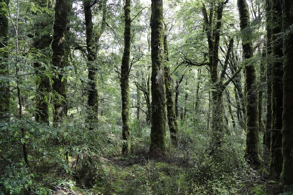 ニュージーランドKuestenregenwald New Zealand Coast雨林 — ストック写真