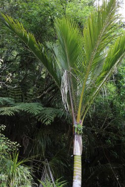 Neuseeland Peyzajı / Yeni Zelanda Manzarası