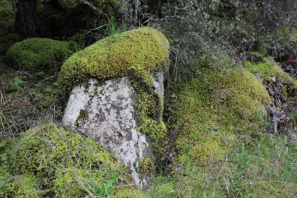 Costa Nuova Zelanda Foresta Pluviale — Foto Stock