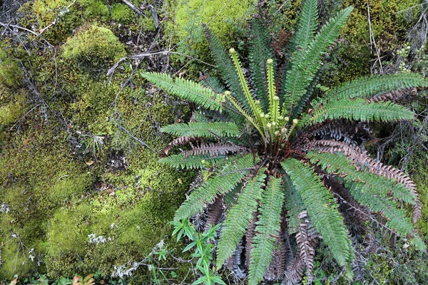 Bosque Lluvioso Costa Nueva Zelanda — Foto de Stock