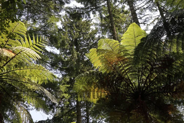 Neuseeland Peyzajı Yeni Zelanda Manzarası — Stok fotoğraf