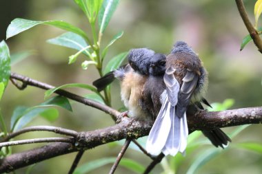 Neuseelandfherschwanz / Yeni Zelanda Fantail / Rhipidura fuliginosa