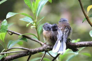 Neuseelandfherschwanz / Yeni Zelanda Fantail / Rhipidura fuliginosa