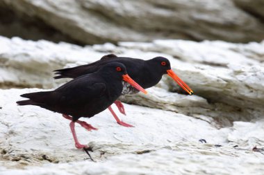 Neuseelaendischer Austernfischer / Değişken istiridye yakalayıcı / Haematopus unicolor