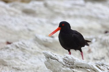 Neuseelaendischer Austernfischer / Değişken istiridye yakalayıcı / Haematopus unicolor