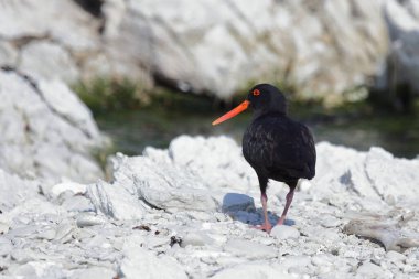 Neuseelaendischer Austernfischer / Değişken istiridye yakalayıcı / Haematopus unicolor
