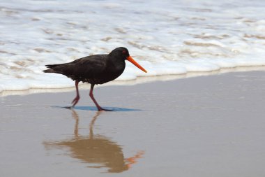 Neuseelaendischer Austernfischer / Değişken istiridye yakalayıcı / Haematopus unicolor