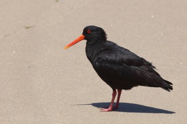 Neuseelaendischer Austernfischer / Değişken istiridye yakalayıcı / Haematopus unicolor