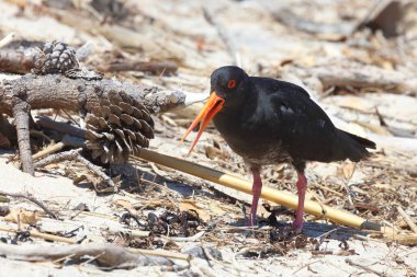 Neuseelaendischer Austernfischer / Değişken istiridye yakalayıcı / Haematopus unicolor