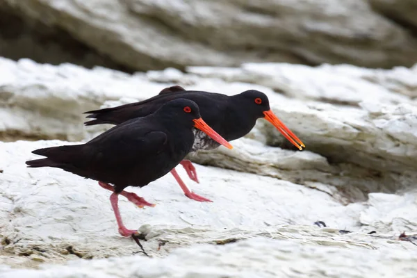 Neuseelaendischer Austernfischer Variabel Ostronfångare Haematopus Unicolor — Stockfoto