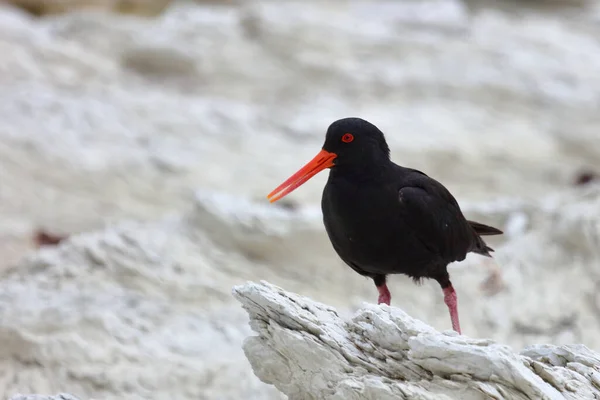 Neuseelaendischer Austernfischer Captador Ostras Variable Haematopus Unicolor —  Fotos de Stock