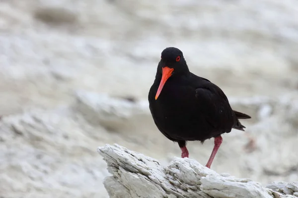 Neuseelaendischer Austernfischer Variabel Ostronfångare Haematopus Unicolor — Stockfoto