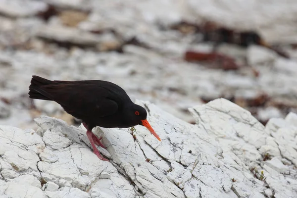 Neuseelaendischer Austernfischer Variabel Ostronfångare Haematopus Unicolor — Stockfoto