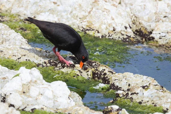 Neuseelaendischer Austernfischer Variabel Ostronfångare Haematopus Unicolor — Stockfoto